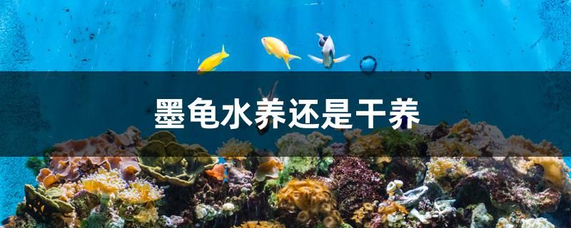 墨龜水養(yǎng)還是干養(yǎng) 非洲象鼻魚 第1張