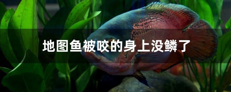 地圖魚(yú)被咬的身上沒(méi)鱗了