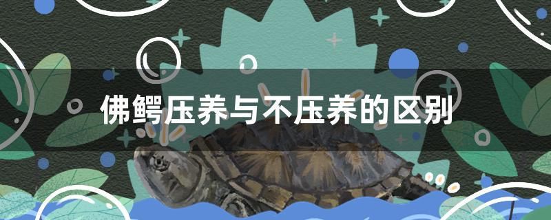 佛鱷壓養(yǎng)與不壓養(yǎng)的區(qū)別 定時(shí)器/自控系統(tǒng) 第1張