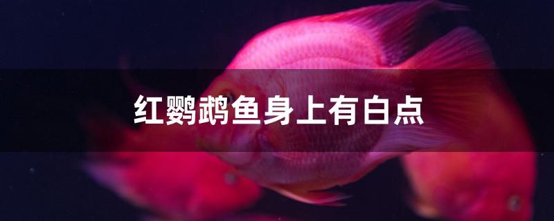 紅鸚鵡魚身上有白點怎么治 紅眼黃化幽靈火箭魚|皇家火箭魚 第1張