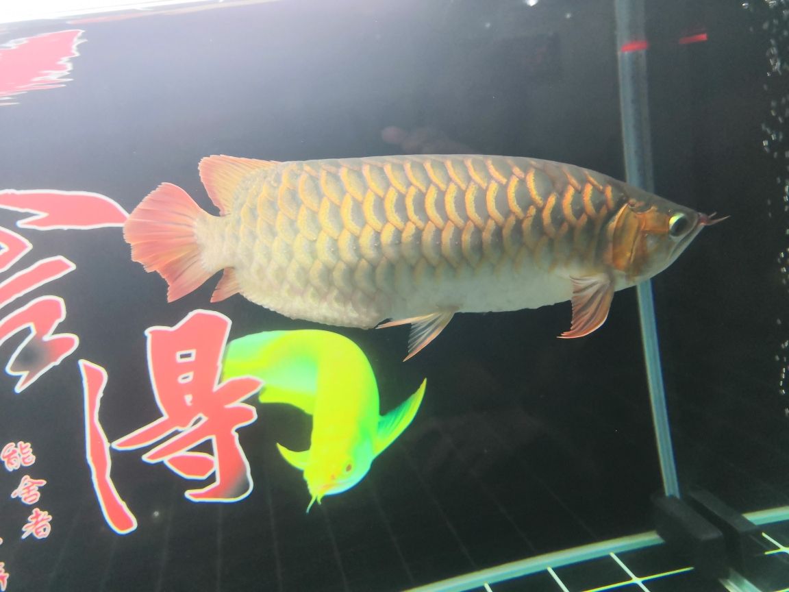 甲魚是魚類動(dòng)物嗎怎么養(yǎng)殖 七紋巨鯉魚 第4張