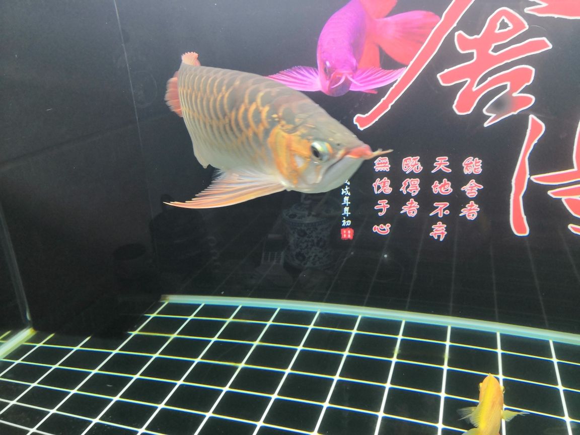 甲魚是魚類動(dòng)物嗎怎么養(yǎng)殖 七紋巨鯉魚 第5張