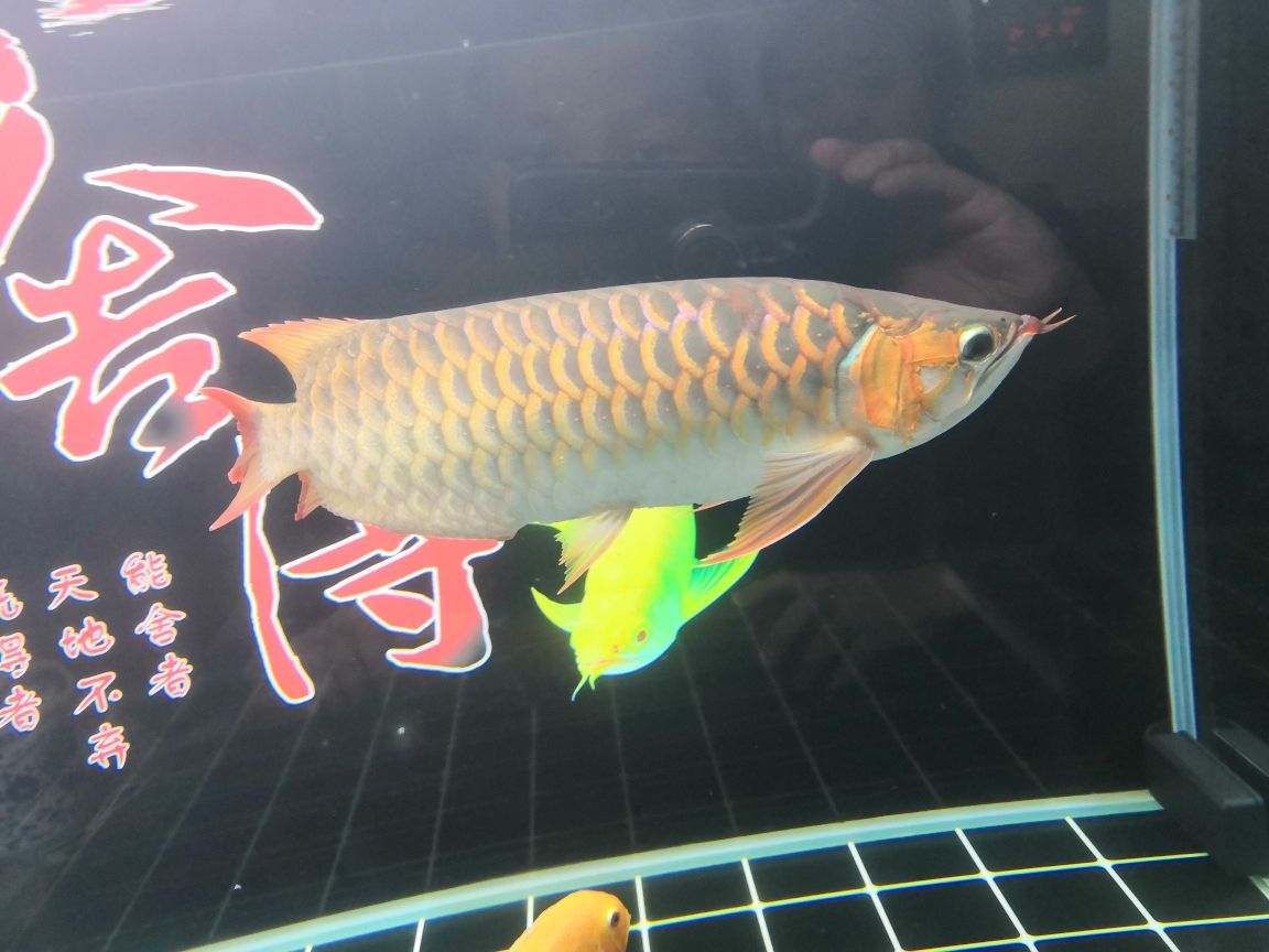 甲魚是魚類動(dòng)物嗎怎么養(yǎng)殖 七紋巨鯉魚 第7張