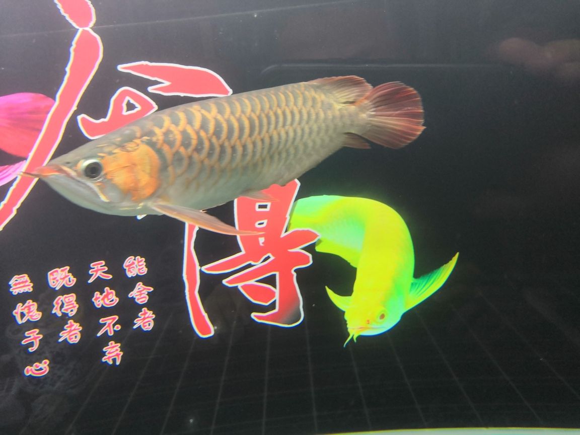 甲魚是魚類動(dòng)物嗎怎么養(yǎng)殖 七紋巨鯉魚 第6張