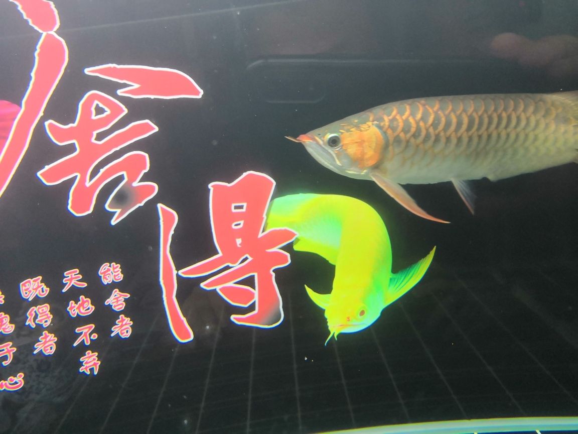 甲魚是魚類動(dòng)物嗎怎么養(yǎng)殖 七紋巨鯉魚 第8張