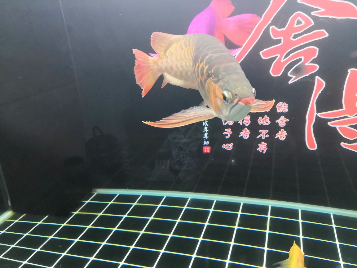 甲魚是魚類動(dòng)物嗎怎么養(yǎng)殖 七紋巨鯉魚 第9張