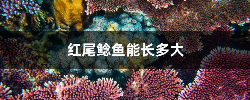 紅尾鯰魚能長多大 魚缸水泵 第1張