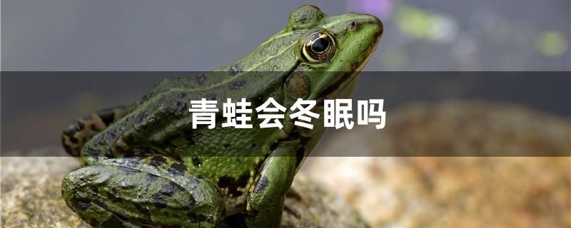 青蛙會冬眠嗎 金龍魚百科 第1張