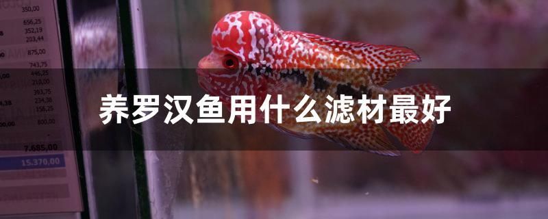 養(yǎng)羅漢魚(yú)用什么濾材最好 水族用品 第1張