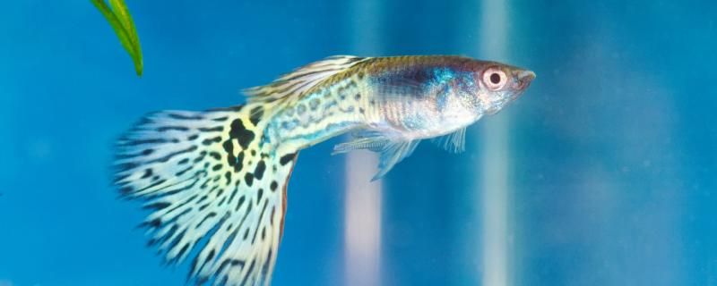 孔雀魚水溫15度會(huì)死嗎 觀賞魚飼料 第2張