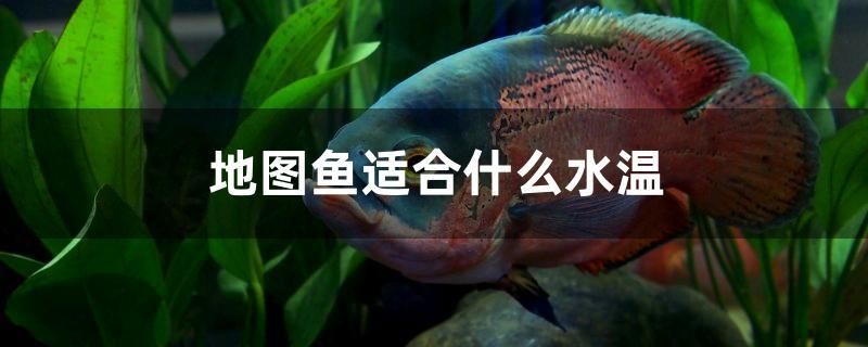 地圖魚適合什么水溫 七彩神仙魚 第1張