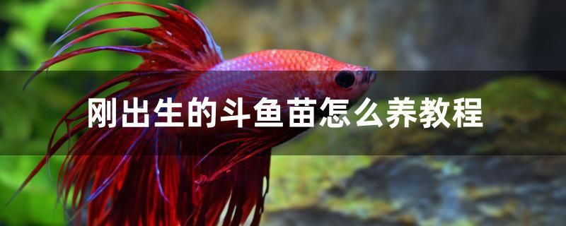 剛出生的斗魚苗怎么養(yǎng)教程