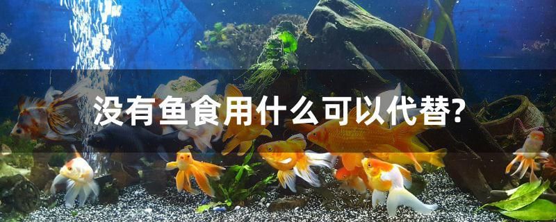 沒有魚食用什么可以代替？ 麥肯斯銀版魚 第1張