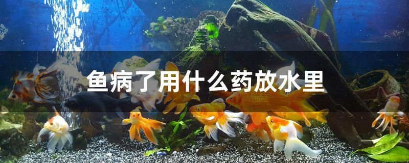 魚病了用什么藥放水里 黃金鴨嘴魚 第1張