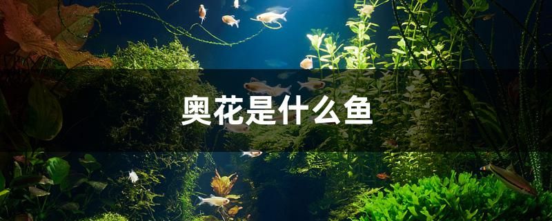 奧花是什么魚 泰龐海蓮魚 第1張