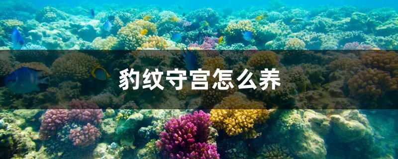 豹紋守宮怎么養(yǎng)