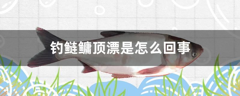 釣鰱鳙頂漂是怎么回事 虎斑恐龍魚 第1張