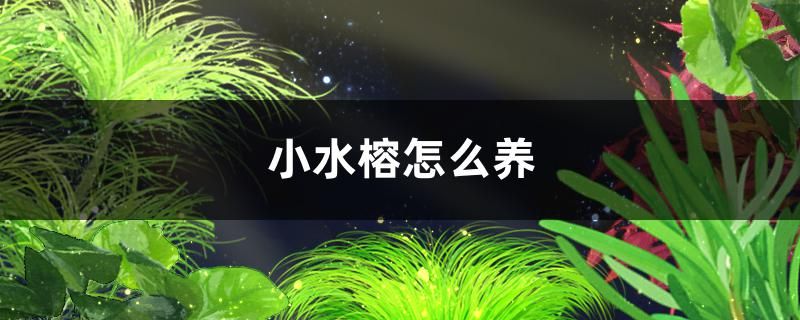 小水榕怎么養(yǎng)需要二氧化碳嗎 黃金達(dá)摩魚 第1張