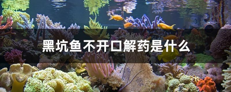 黑坑魚不開口解藥是什么 龍鳳鯉魚 第1張