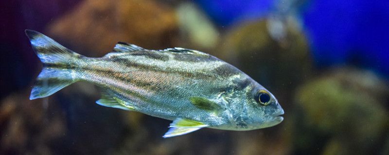 怎么消除氧氣泵嗡嗡聲什么魚(yú)缸需要氧氣泵 巴卡雷龍魚(yú) 第1張