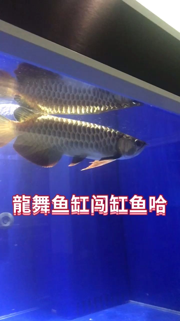 財神到啦 觀賞魚論壇 第1張