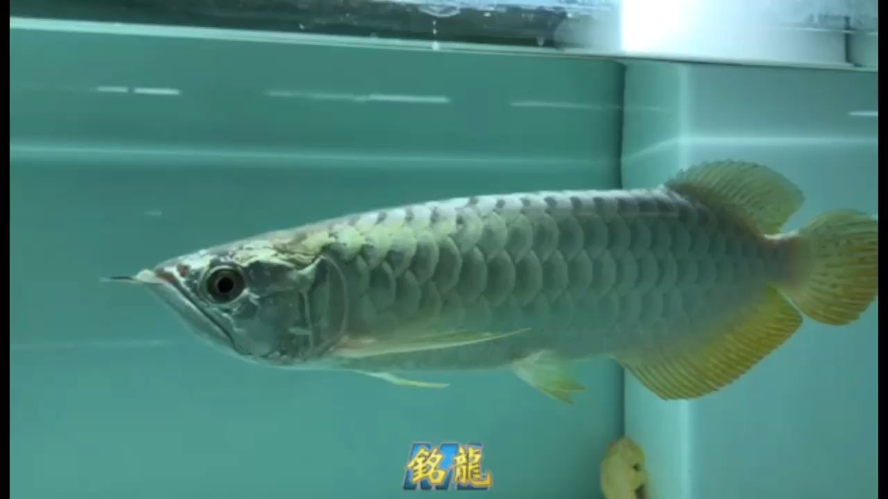 銘龍也有特價(jià)款的立達(dá)七彩 觀賞魚論壇 第1張