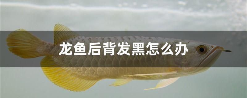 龍魚后背發(fā)黑怎么辦 哥倫比亞巨暴魚苗 第1張