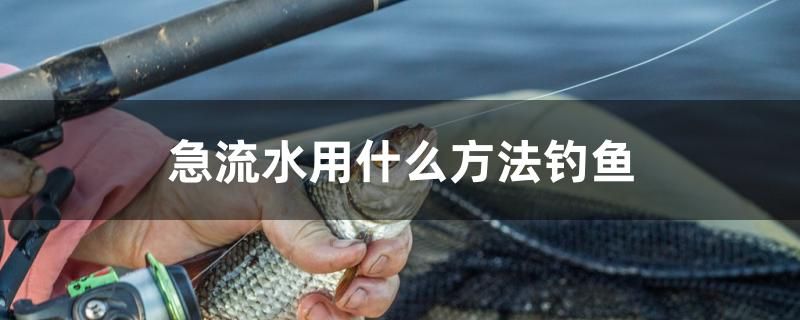 急流水用什么方法釣魚 飛鳳魚 第1張