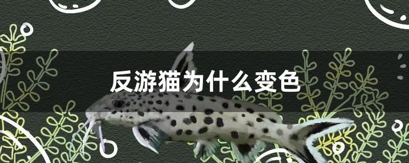 反游貓為什么變色 紅勾銀版魚 第1張