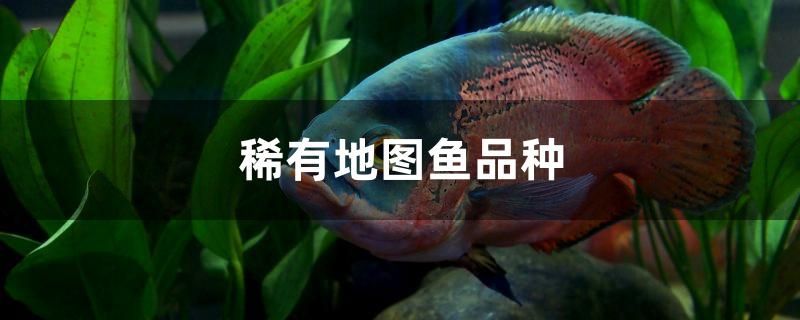 稀有地圖魚品種有哪些 帝王迷宮 第1張