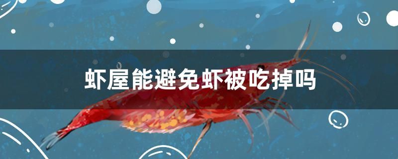 蝦屋能避免蝦被吃掉嗎 野生埃及神仙魚 第1張