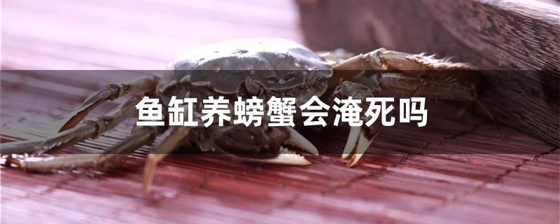 魚缸養(yǎng)螃蟹會(huì)淹死嗎 元寶鯽 第1張