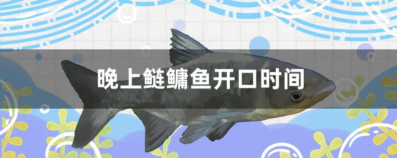 晚上鰱鳙魚開口時間是什么時候 白化火箭魚 第1張