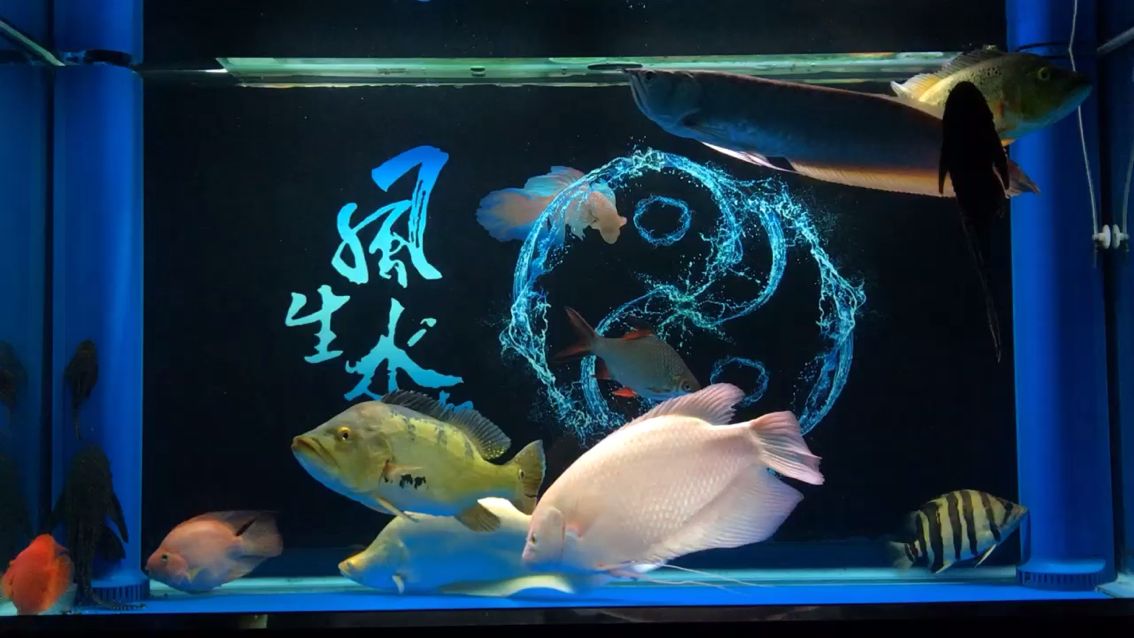 自家魚缸轉(zhuǎn)讓500元違法嗎怎么處理（家里的魚缸可以轉(zhuǎn)賣嗎）