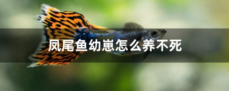 鳳尾魚幼崽怎么養(yǎng)不死