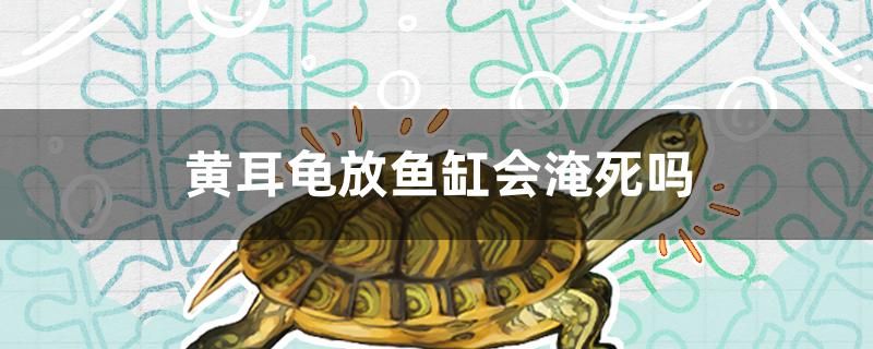 黃耳龜放魚缸會淹死嗎 月光鴨嘴魚 第1張