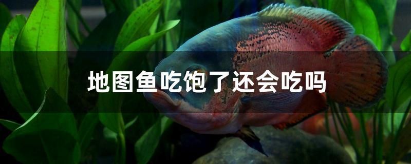 地圖魚吃飽了還會(huì)吃嗎 虎紋銀版魚 第1張