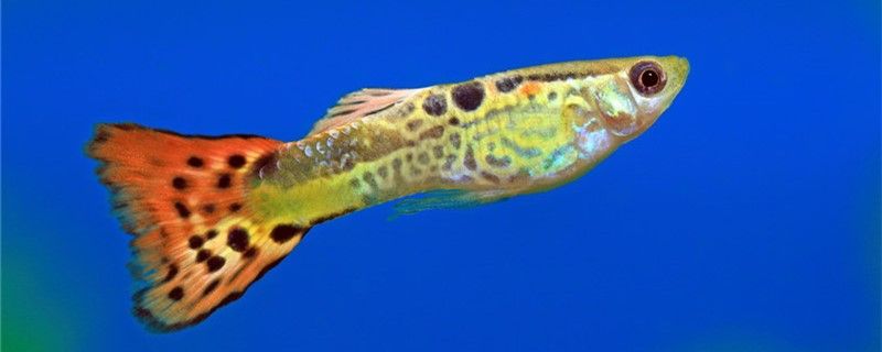 孔雀魚死了肚子里的籽能活嗎難產(chǎn)了怎么辦 巨骨舌魚 第1張