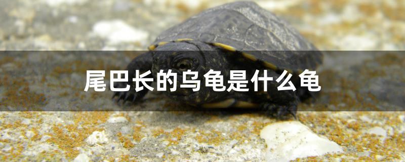 尾巴長(zhǎng)的烏龜是什么龜