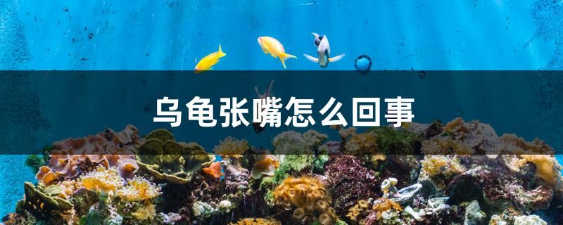 烏龜張嘴怎么回事 高背金龍魚(yú)