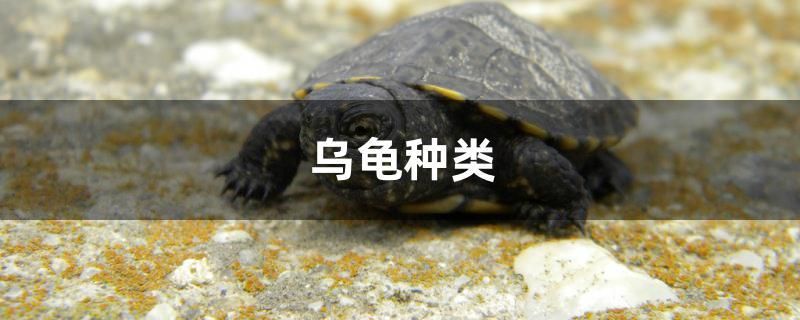 烏龜種類 白子銀龍魚苗