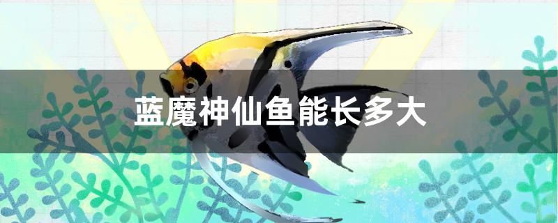 藍魔神仙魚能長多大