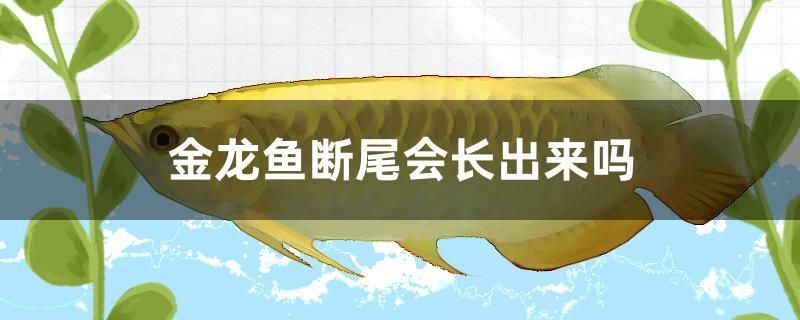 金龍魚斷尾會長出來嗎 魟魚百科