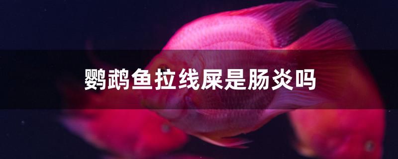 鸚鵡魚拉線屎是腸炎嗎