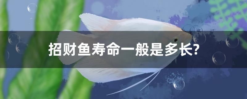 招財魚壽命一般是多長？