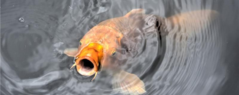 夏天釣鯉魚釣深水還是淺水釣遠(yuǎn)水還是近水 羅漢魚