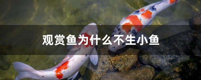 觀賞魚為什么不生小魚 黑水素