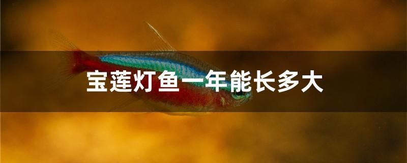 寶蓮燈魚(yú)一年能長(zhǎng)多大