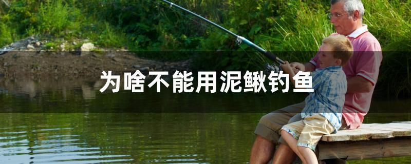 為啥不能用泥鰍釣魚 可麗愛魚缸