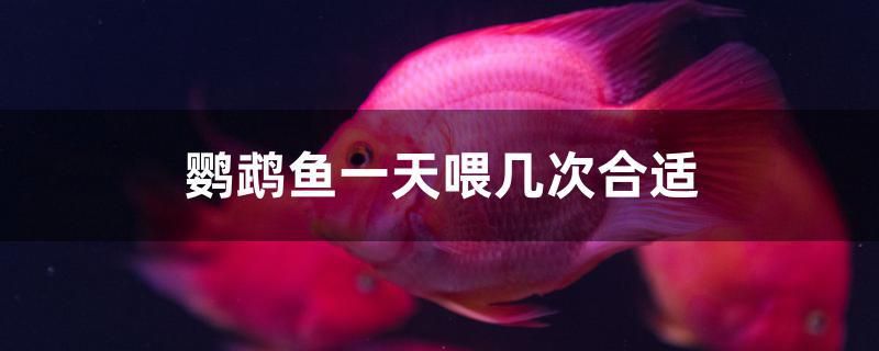 鸚鵡魚一天喂幾次合適